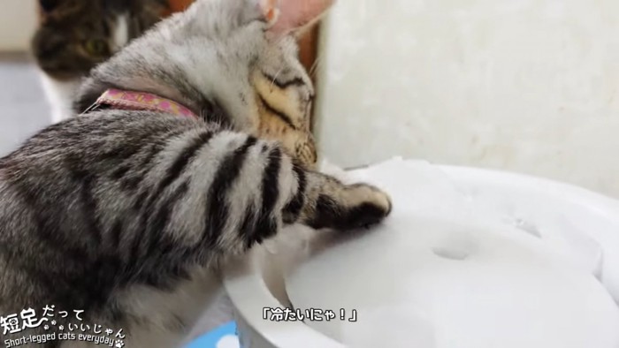 水を触る猫