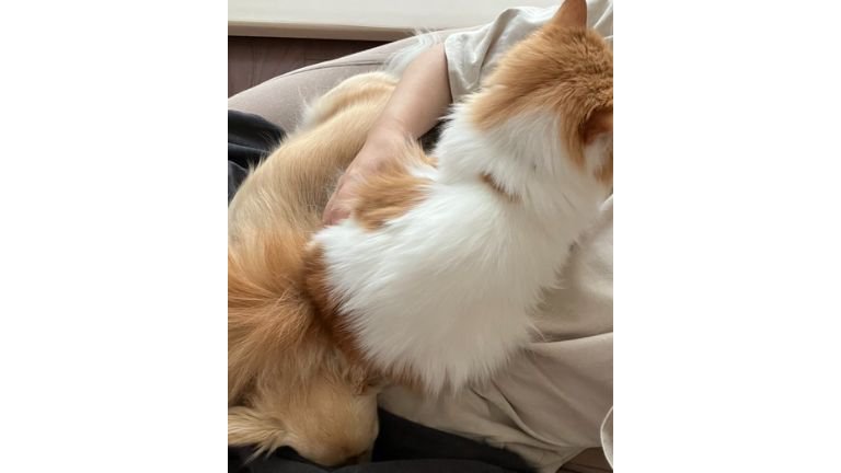 抱かれている猫