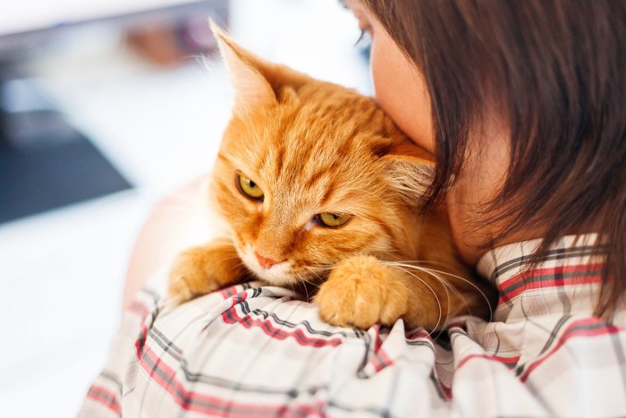 ハグされてイカ耳の猫