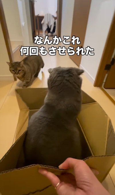段ボールの中に座っている猫と見ている猫