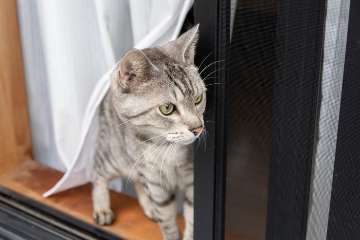 窓の外を見る猫