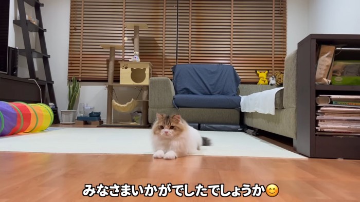 座る猫