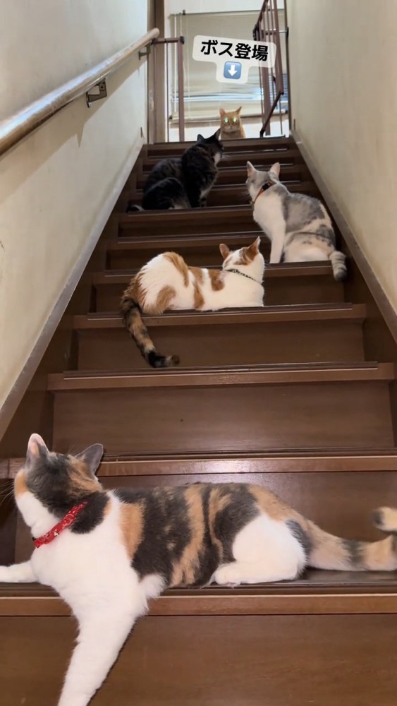 階段上に現れた猫