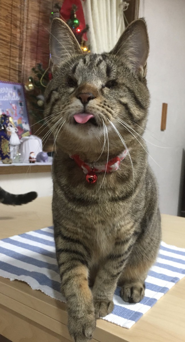 舌を出している猫