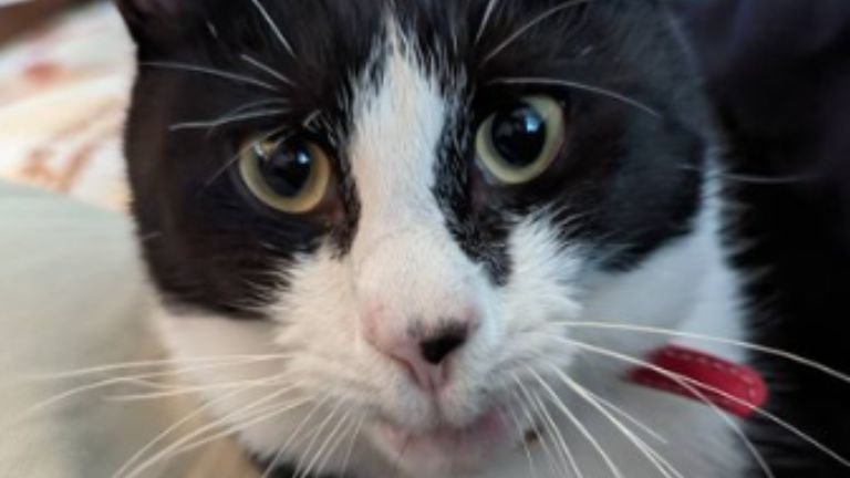 口をすぼめている猫