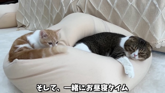 クッションの上に乗る2匹の猫