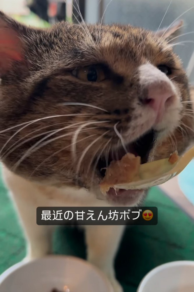 食べさせてもらう猫