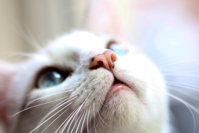 上を向く猫