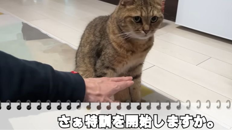 猫の前に手を差し出す飼い主