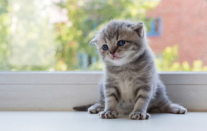 アメリカンショートヘアの子猫