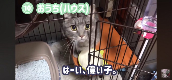 ケージに戻る猫