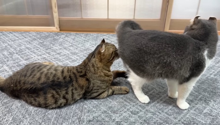 猫の顔にお尻を向ける猫