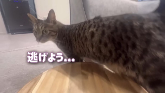 逃げ出すキジトラ猫