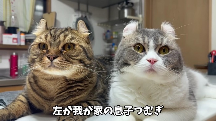 猫2匹