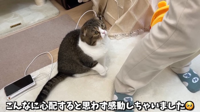 座る猫