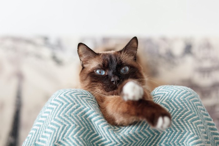 飼い主の膝の上から見つめる猫