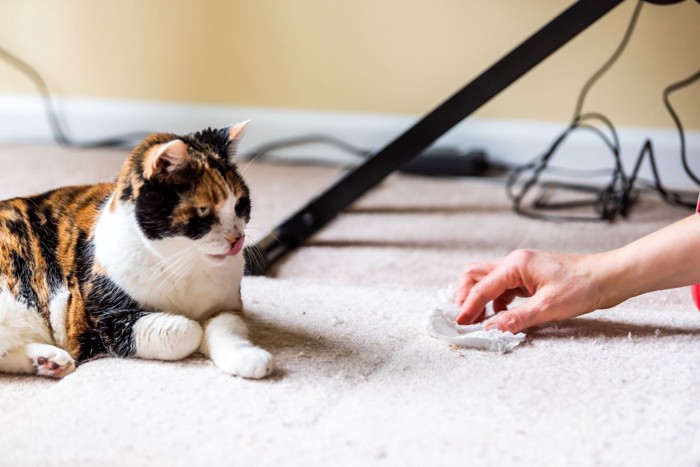 カーペットを布で拭く手と猫