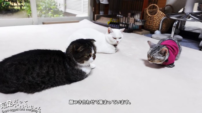 3匹の猫