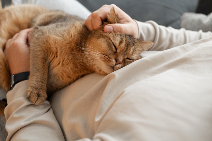 眠る猫を撫でる人