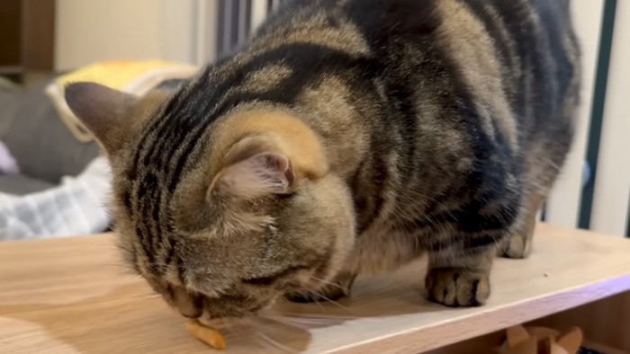 嗅ぐ猫