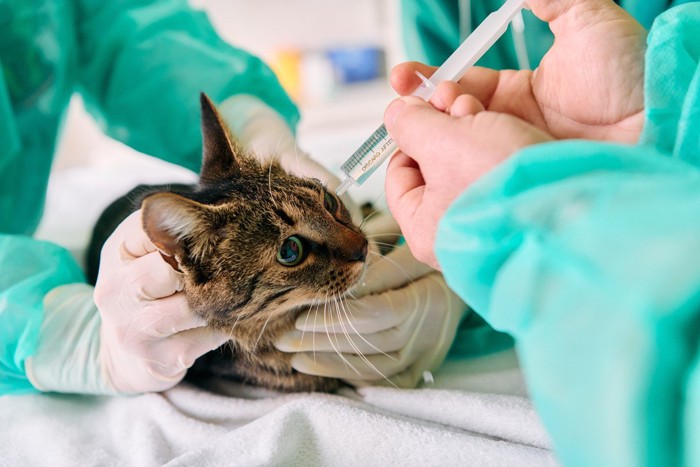 診察を受ける猫