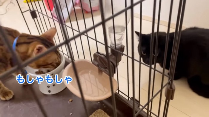 保護猫のご飯を食べる