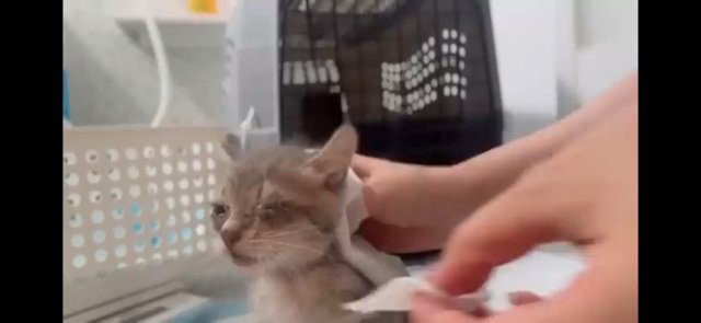 猫風邪の猫