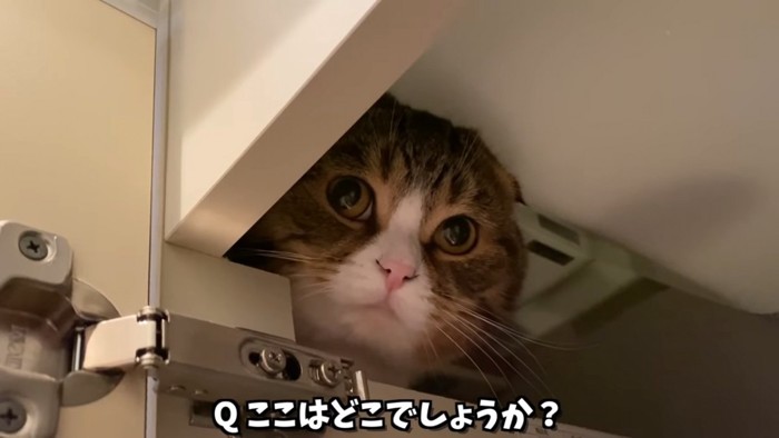 隙間に入った猫