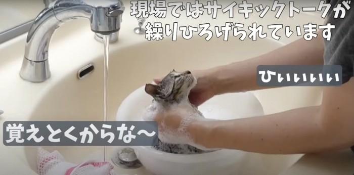 洗面器の中で上を向く子猫