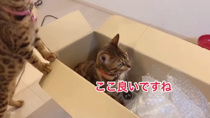 ダンボールに入る赤い首輪の猫