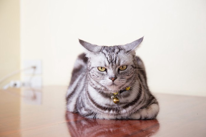 不機嫌そうな表情で動かない猫