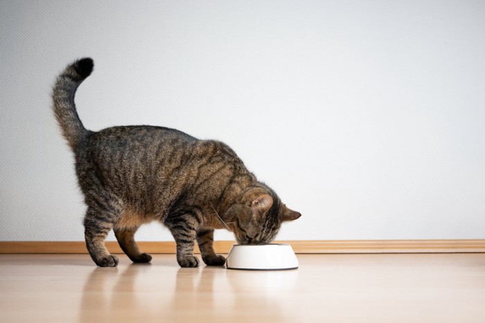 ごはんを食べる猫