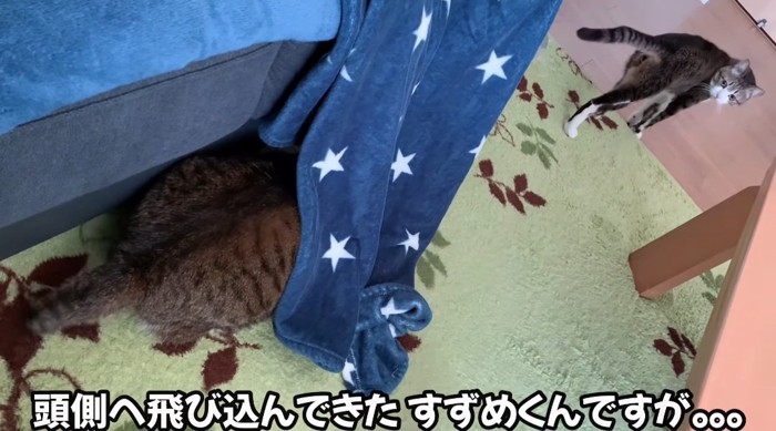 お尻を出す猫