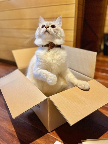 箱の中にいる猫