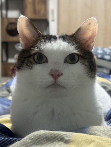 まっすぐ前を見る猫