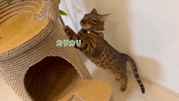 爪とぎをする猫