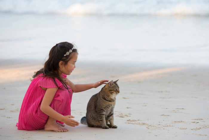 浜辺の猫と女の子