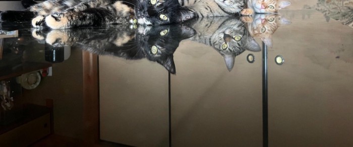 机に反射する猫2