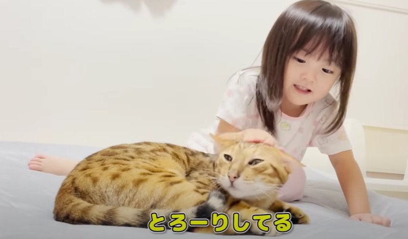 猫の耳を触る女の子