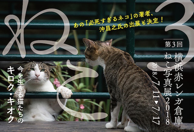 猫写真展