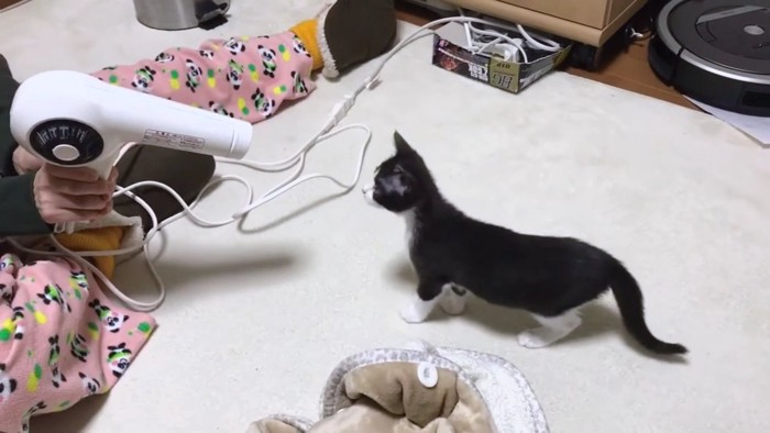 ドライヤーを見つめる子猫