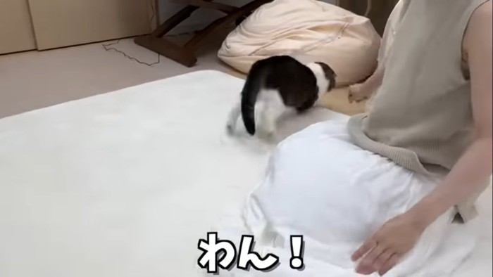 わん!