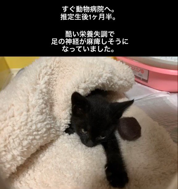 毛布に包まる子猫