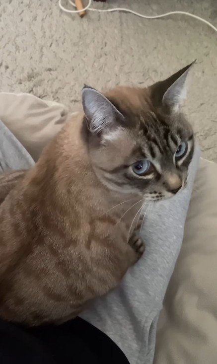 飼い主の膝に乗る猫