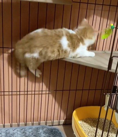 スライド移動する猫