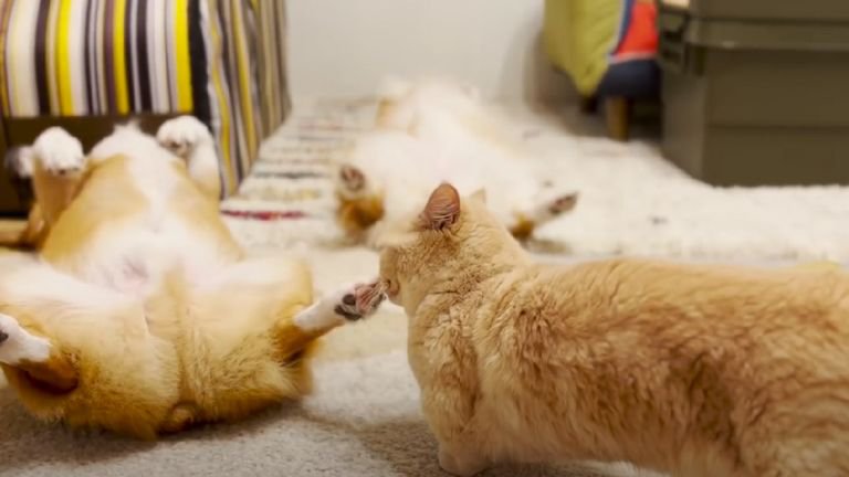 寝転がっている犬たち