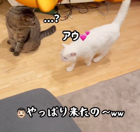 歩いていく白猫と不思議そうに見るキジトラ