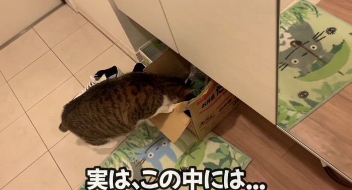 段ボールを覗く猫