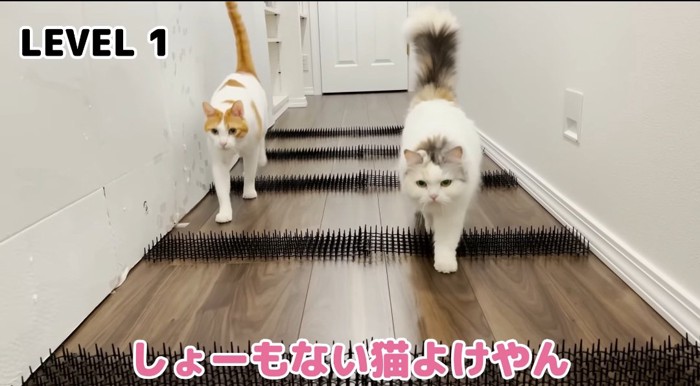 歩いている猫