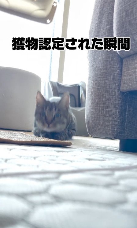 飼い主に向かってくる猫